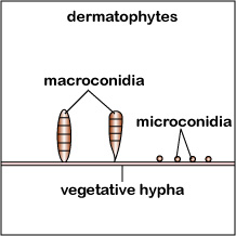 Illustration of macroconidia and microconidia.