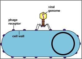 Illustration of a bacteriophage adsorbing to the cell wall of a bacterium.
