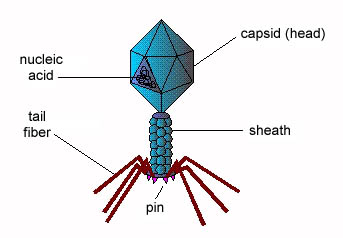 Illustration of the structure of the bacteriophage Coliphage T4.