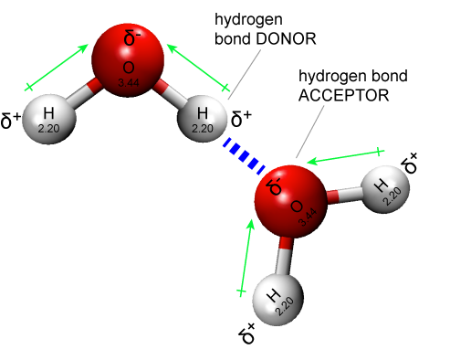 hydrogen bonds