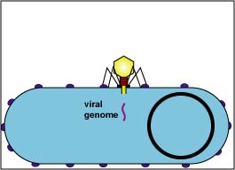 Illustration of a bacteriophage injecting its genome into a bacterium.