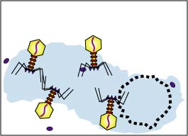 Illustration of release of bacteriophages from a bacterium by osmotic lysis.