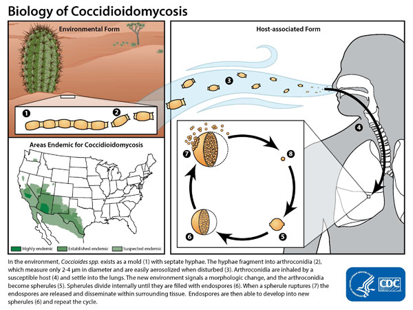 Illustration of the life cycle of <i>Coccidioides</i>