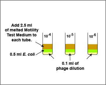 Illustration showing how you will add the melted motility test medium in the Plaque Count Experiment