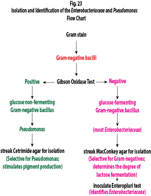 Flow chart for determining whether or not your unknown is a glucose fermenting or a glucose non-fermenting Gram-negative bacillus.