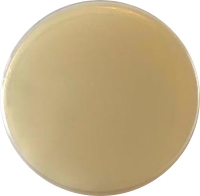 Photograph of a plate of uninoculated bile esculin azide agar.
