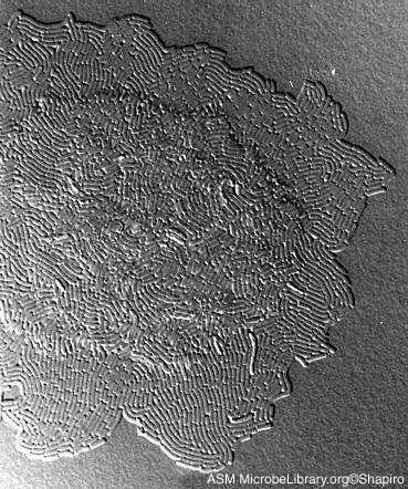 Scanning electron micrograph of a microcolony of <i>Escherichia coli</i> showing the individual bacilli in the colony.