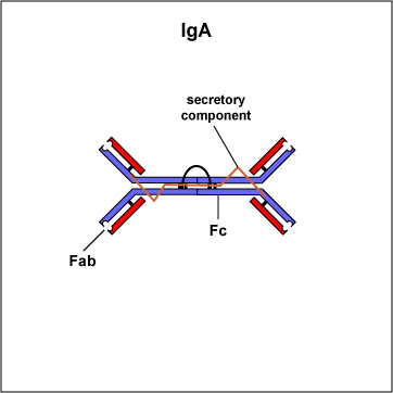 Illustration of secratory IgA, a dimer.