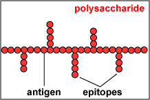 Illustration of a polysaccharide antigen showing epitopes.