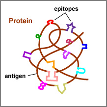 Illustration of a protein antigen showing epitopes.
