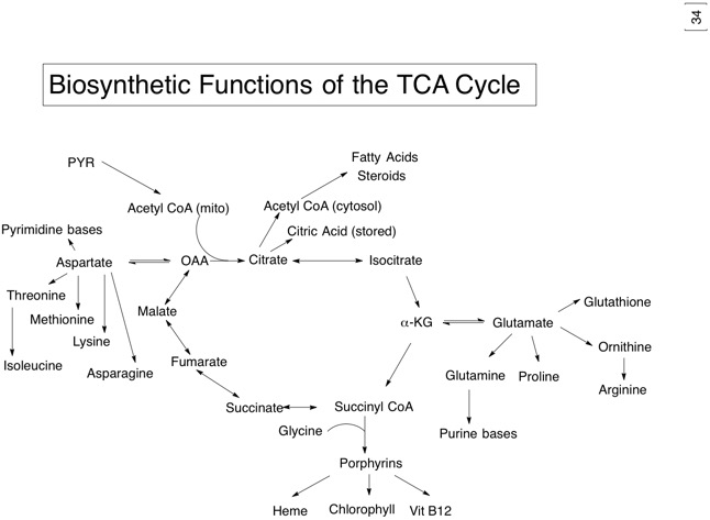 34 Biosynthetic function of TCA.jpg