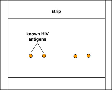 Illustration of a section of a western blot test strip containing known HIV antigen gp120.