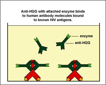 Illustration of enzyme-linked anti-human gamma globulin (anti-HGG) reacting with the Fc portion of the patient's antibodies bound to the known HIV antigens in the test well.