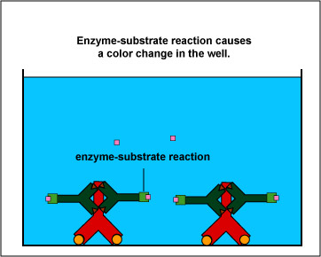 Illustration of added substrate reacting with the enzyme attached to the anti-HGG producing a visible color change in the test well that can be measured with a spectrophotometer.