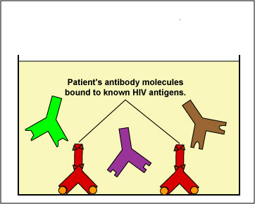 Illustration of the patient's antibodies binding to known HIV antigens in the test well.