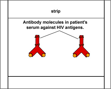 Illustration or the patient's antibodies reacting with known gp120 HIV antigen on the western blot test strip.