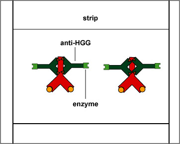 Illustration of enzyme-linked anti-human gamma globulin (anti-HGG) reacting with the Fc portion of the patient's antibodies bound to the known gp120 HIV antigen on the western blot test strip.