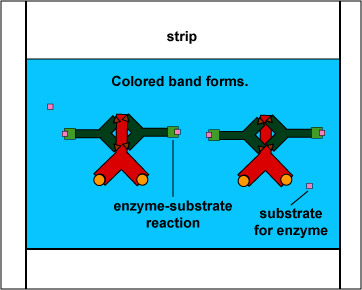 Illustration of added substrate reacting with the enzyme attached to the anti-HGG producing a visible color change on the gp120 area of the western blot test strip.