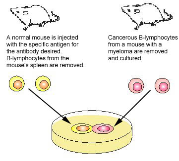 Illustretion of monoclonal antibody production, step 1. Injecting a mouse with a known antigen and removing B-lymphocytes from the spleen and finding one making the desired antibody.