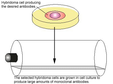 Illustretion of monoclonal antibody production, step 3. Growing hybridoma cells in cell culture to produce the desired antibodies.