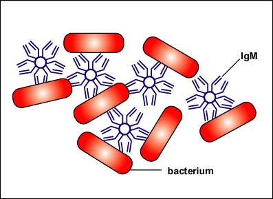 Illustration of IgM causing agglutination of bacteria.