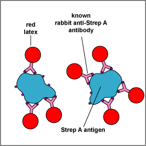 Illustration of cell wall fragments containing Strep A antigen binding to known anti-Strep A antibodies bound to red latex particles.