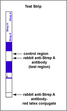 Illustration of the test strip for detecting Group A Streptococcus antigen.