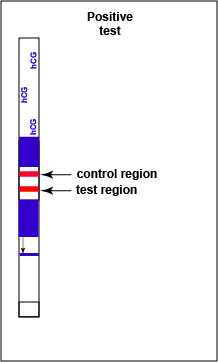Illustration of a positive pregnancy test for hCG showing a red band in both the control and the test regions.