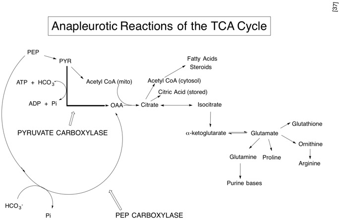 37 anapleurotic reactionsof TCA.jpg