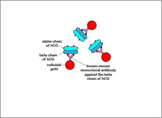 Illustration of known monoclonal antibodies against the beta chain of human hCG (bound to colloidal gold) reacting with the beta chain of human hCG.