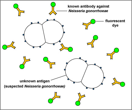 Illustration of known fluorescent antibodies made against <i>N. gonorrhoeae</i> being added to suspected <i>N. gonorrhoeae</i>.