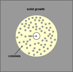 colonies.jpg