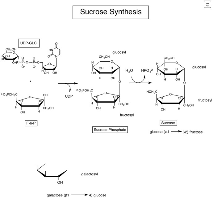41 Sucrose synthesis.jpg