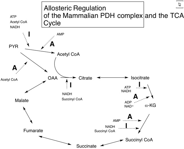 47 Regulation of TCA cycle.jpg