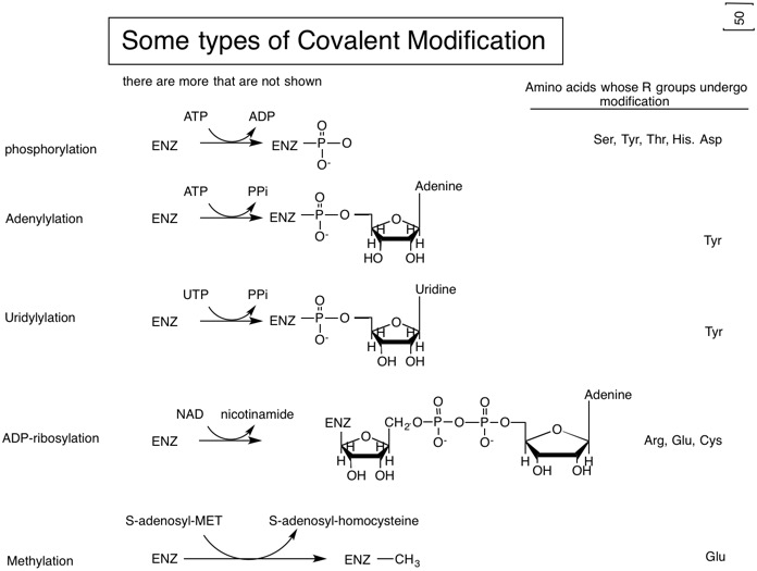 50  types of Covalent Modif.jpg