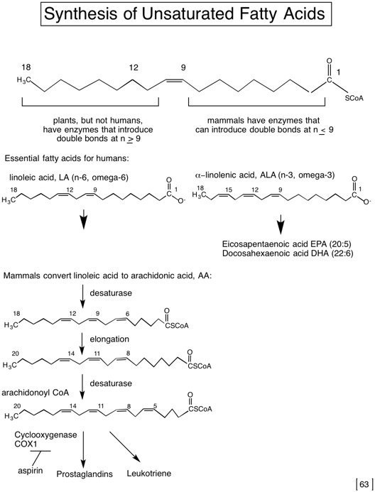 63 Synthesis of unsat FA.jpg