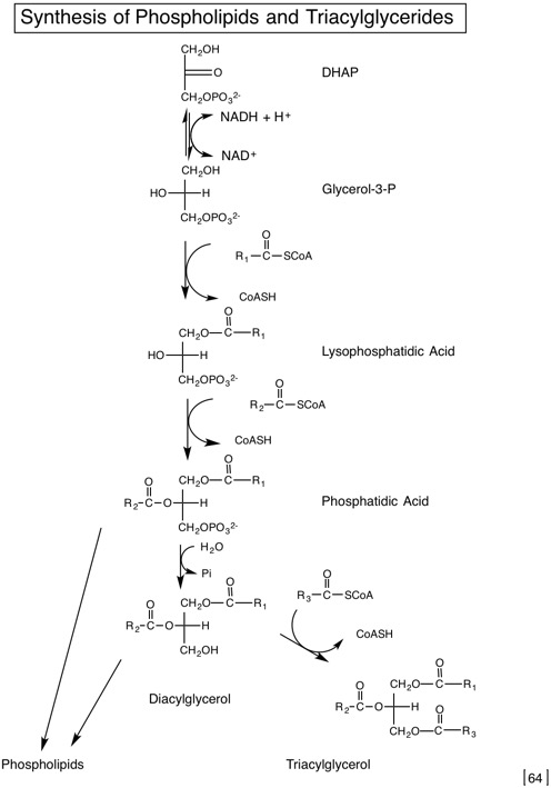 64 Synthesis of PL and TAG.jpg