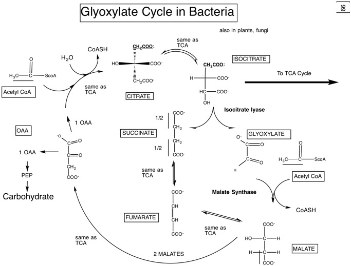 66 Glyoxylate cycle-bacterial.jpg