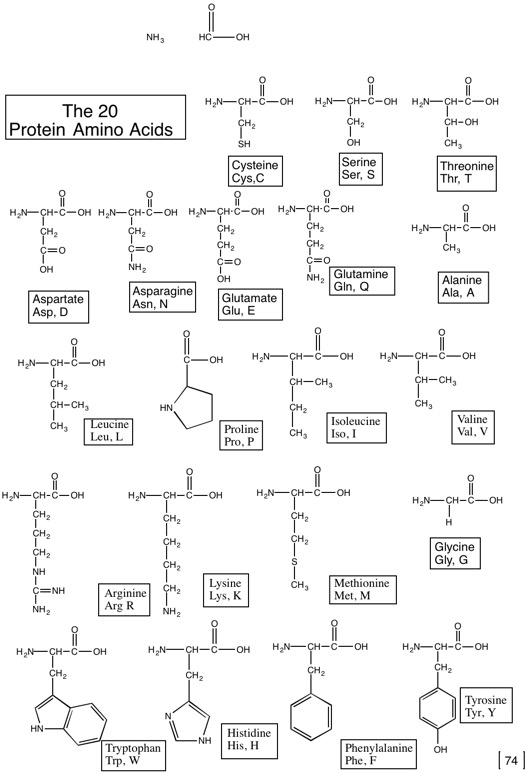74 Amino acid structures.jpg