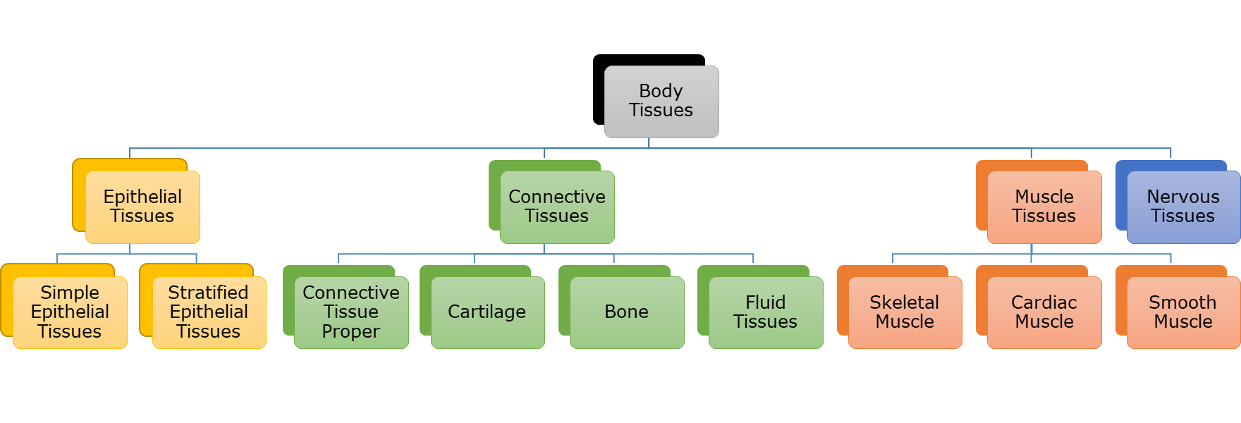 Tissues are organized into four main types: epithelial, connective, muscle, and nervous. Each category of tissues is further broken up into subcategories.