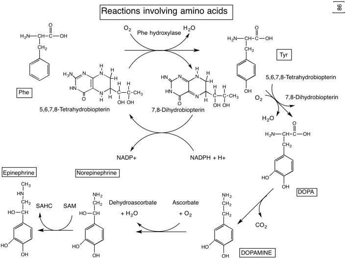 86 Amino Acid reactions.jpg
