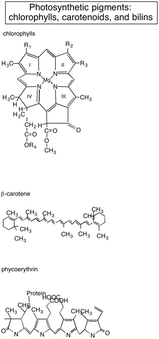 90b Chlorophyll structure.jpg