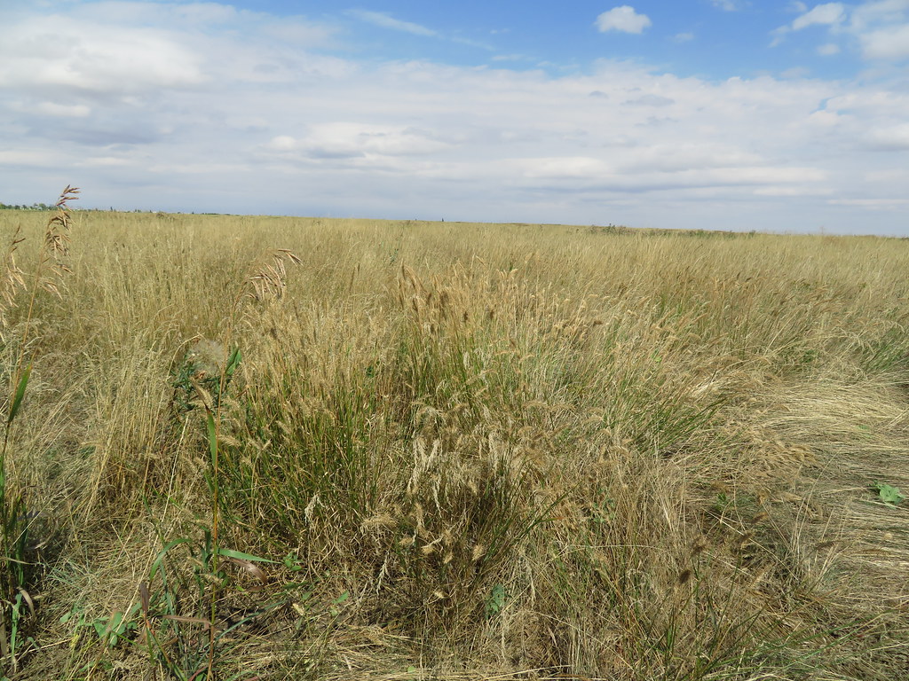 Prairie Grasslands