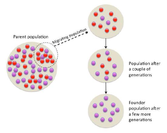 Founder_effect_Illustration.jpg