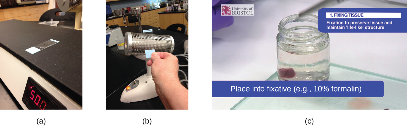 Photograph a shows a slide sitting on a flat heating surface. Photograph b shows a person holding a slide against a heated metal cylinder. Photograph c shows a bit of tissue in a container of clear liquid. Caption reads Fixing tissue: fixation to preserve tissue and maintain life-like structure; place into fixative (eg 10% formalin).