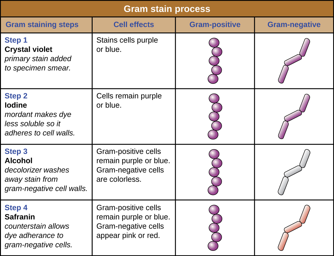 A table shows the Gram stain process. Each row consists of a column describing the step and a column describing the effect. Additional columns show drawings to support the description in the effects column. Step 1: Crystal Violet, the primary stain, is added to the specimen smear. This stains cells purple or blue. The Gram-positive and Gram-negative cells all look purple. Step 2: Iodine, the mordant, makes the dye less soluble so it adheres to cell walls. The cells remain purple or blue. The Gram-positive and Gram-negative cells all look purple. Step 3: Alcohol, the decolorizer, washes away stain from Gram-negative cell walls. Gram-positive cells remain purple or blue, Gram-negative cells are colorless. Step 4: Safranin, the counterstain, allows dye adherence to Gram-negative cells. Gram-positive cells remain a pruple or blue. Gram-negative cells appear pink or red.