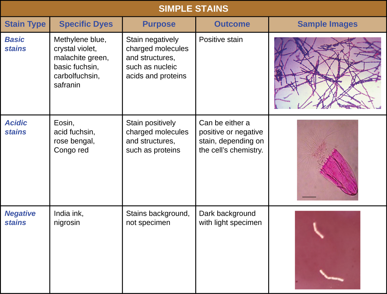 A table of simple stains is shown. Basic stains include: methylene blue, crystal violet, malachite green, basic fuschsin, carbolfuschsin, and safranin. Basic stains stain negatively charged molecules and structures, such as nucleic acids and proteins. The outcome of this positive stain is dark cells on a light background. Acidic stains include eosine, acid fuchsin, rose Bengal, and Congo red. Acid stains stain positively charged molecules and structures such as proteins. Acidic stains can either be positive or negative stains depending on the cell’s chemistry. Negative stains include india in k and nigrosine. Negative stains stain the background, not the specimen and produce a dark background with a light specimen.