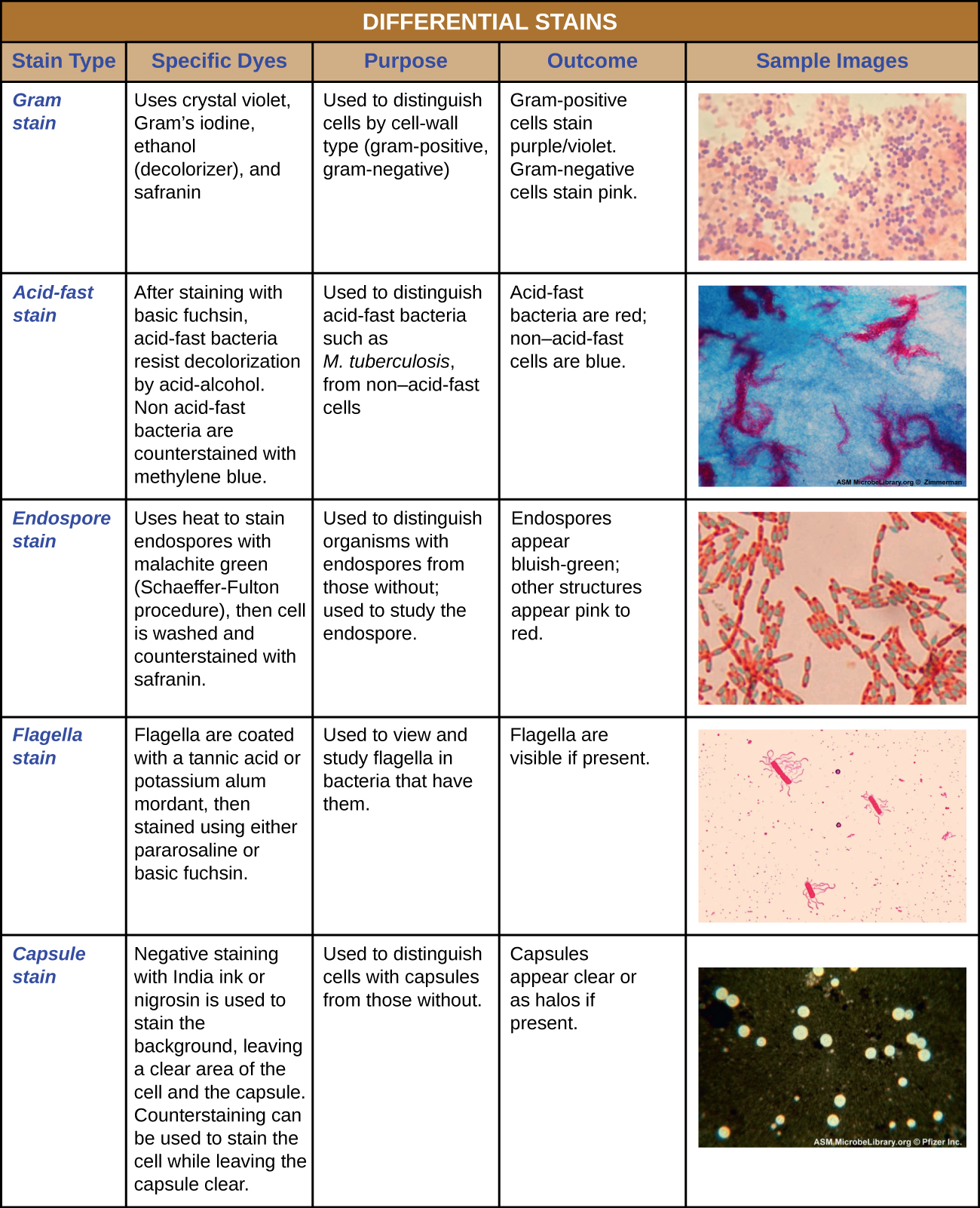 A table of differential stains is shown. The Gram stain uses crystal violet, Gram’s iodine, ethanol (decolorizer), and safranin. The purpose of the Gram stain is to distinguish cells by cell-wall type (Gram-positive, Gram-negative). Gram-positive cells stain purple/violet. Gram-negative cells stain pink. The acid fast stain: after staining with basic fuchsin, acid-fast bacteria resist decolonization by acid-alcohol. Non-acid-fast bacteria are counterstained with methylene blue. The acid-fast stain is used to distinguish acid-fast bacteria such as M. tuberculosis, from non-acid-fast cells. Acid-fast bacteria are red; non-acid-fast cells are blue. The Endospore stain uses heat to stain endospores with malachite green (Schaeffer-Fulton procedure), then cell is washed and counterstained with safranin. The endospore stain is used to distinguish organisms with endospores from those without; used to study the endospore. Endospores appear bluish-green; other structures appear pink to red. Flagella stain: flagella are coated with a tannic acid or potassium alum mordant, then stained using either pararosaline or basic fuchsin. The flagella stain is used to view and study flagella in bacteria that have them. Flagella are visible as thin strands if present. Capsule stain: negative staining with india ink or nigrosine is used to stain the background, leaving a clear area of the cell and the capsule Counterstaining can be used to stain the cell while leaving the capsule clear. The capsule stain is used to distinguish cells with capsules from those without. Capsules appear clear or as halos if present.