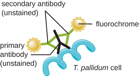 Fluorochromes are attached to secondary antibodies (unstained). Two secondary antibodies are attached to a single primary antibody (unstained). The primary antibody is attached to a spiral labeled T. pallidum cell