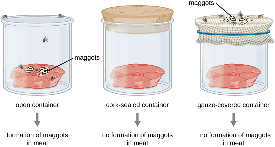An open container with meat has flies and the formation of maggots in meat. A cork-sealed container of meat has no flies and no formation of maggots in meat. A gauze covered container of meat has flies and maggots on the surface of the gauze but no maggots in the meat.